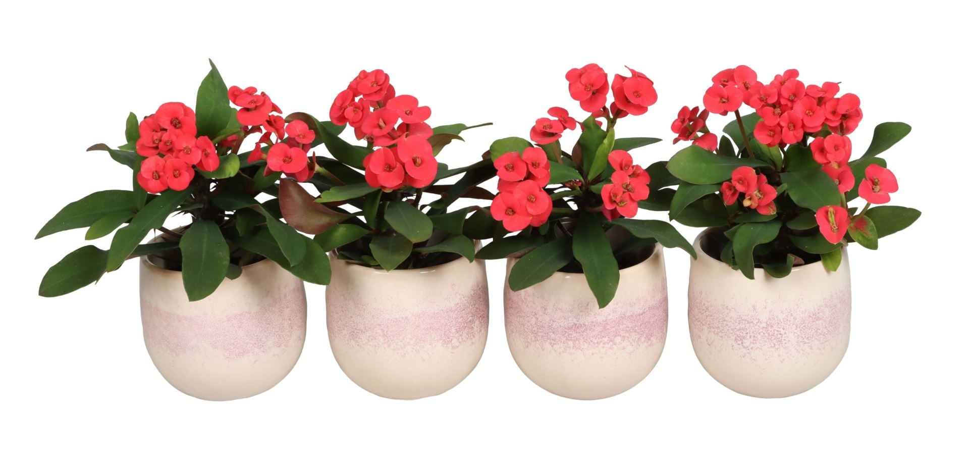 L 67344 With Euphorbia Milii Mix 6 cm, D 6 cm