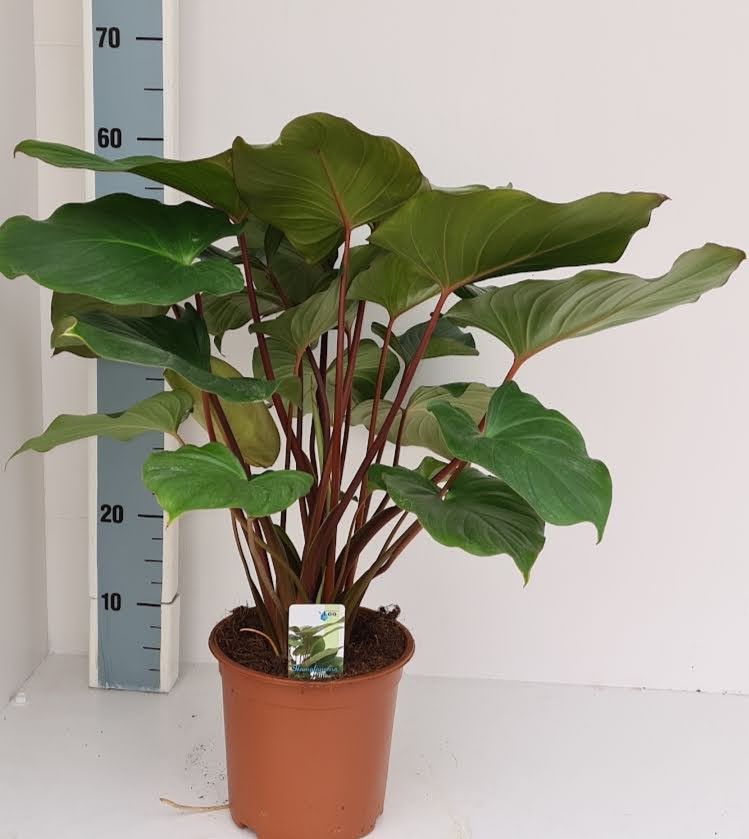 Homalomena Maggy, D 19