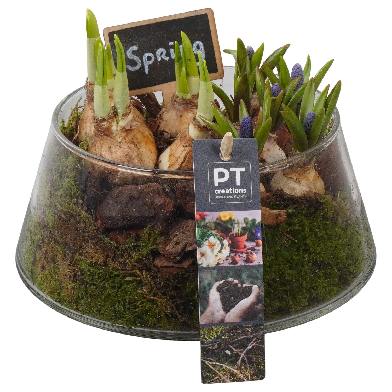 PTBM3942 Arrangement Flower Bulbs Mix in glas schaal, D 18
