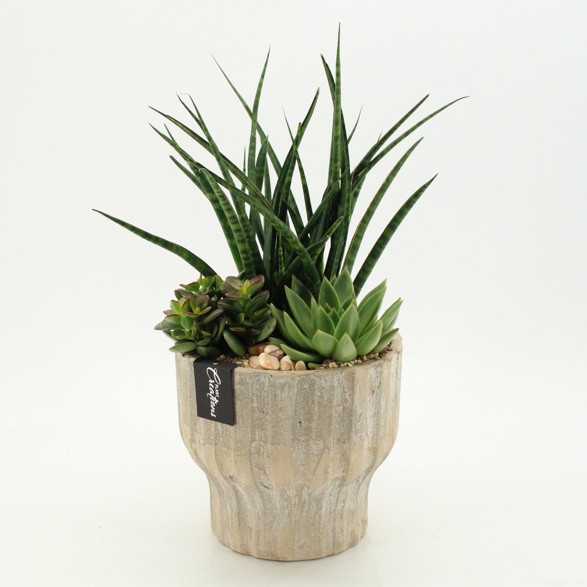 SUCR-2629 Succulent Essentials, D 20