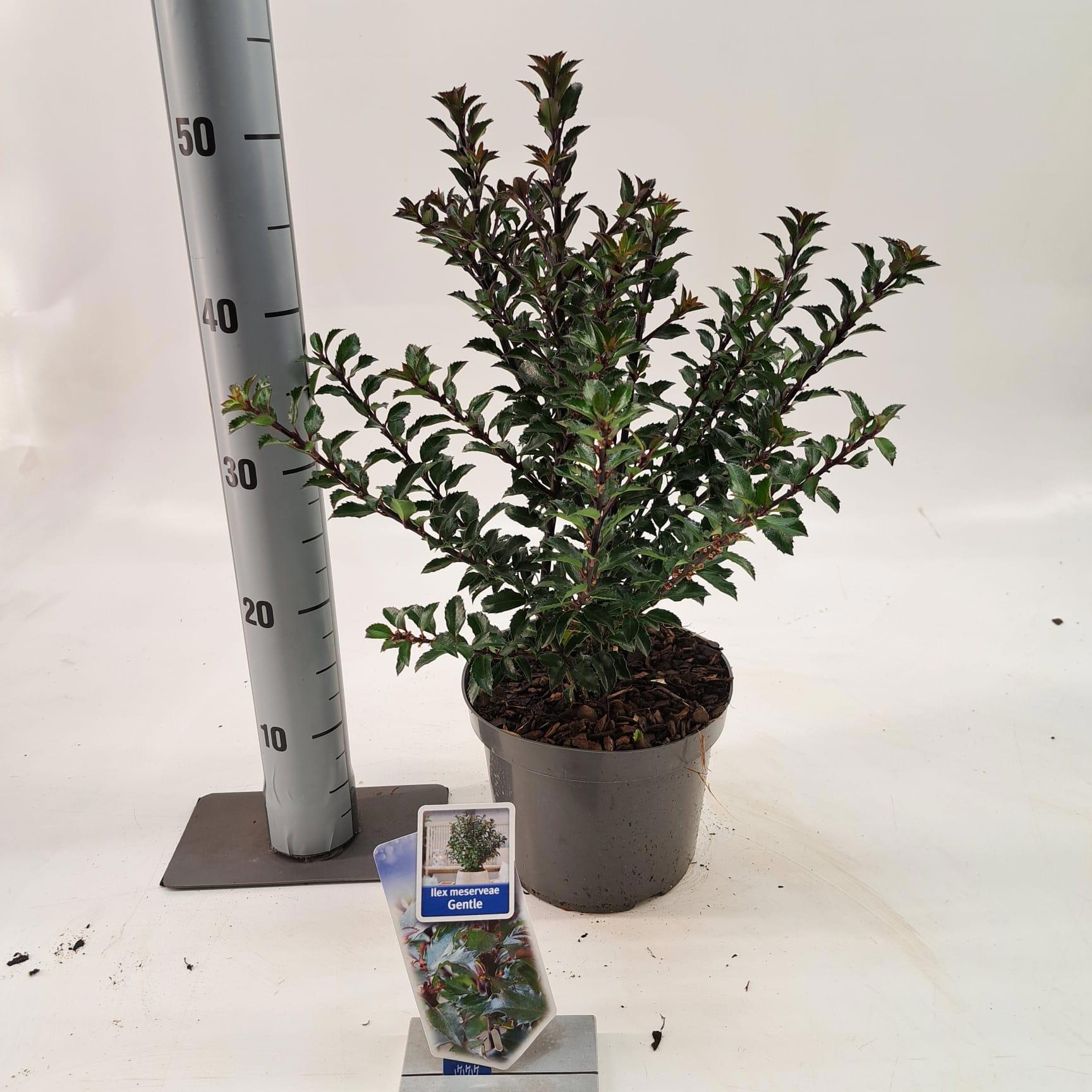 Ilex meserveae Gentle ('Annys Dwarf'PBR), D 19