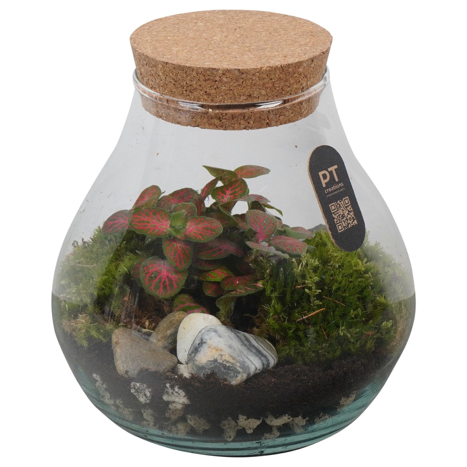PTTER8131 Arrangement terrarium in glazen terrarium, D 17