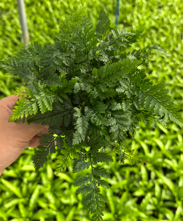 Даваллия хумата таермани 9 20 9 17