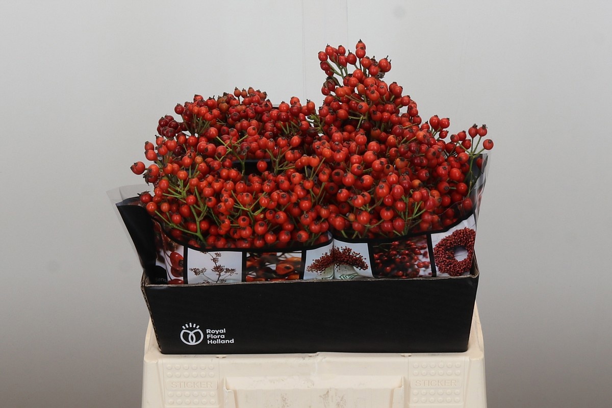 Рузботель Отем Роузфрутс 40, шт.