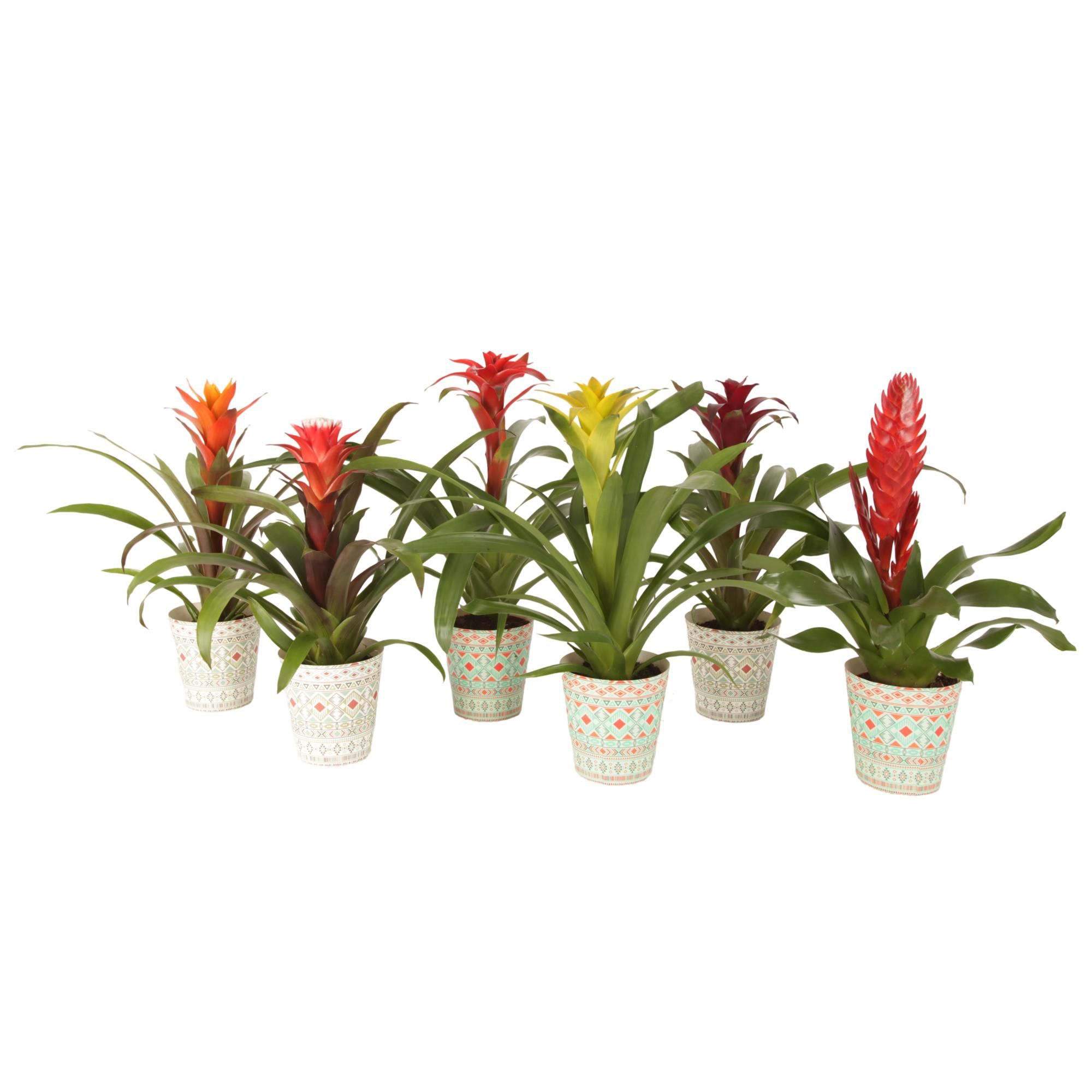 Bromelia mix in potcover Havana, D 12