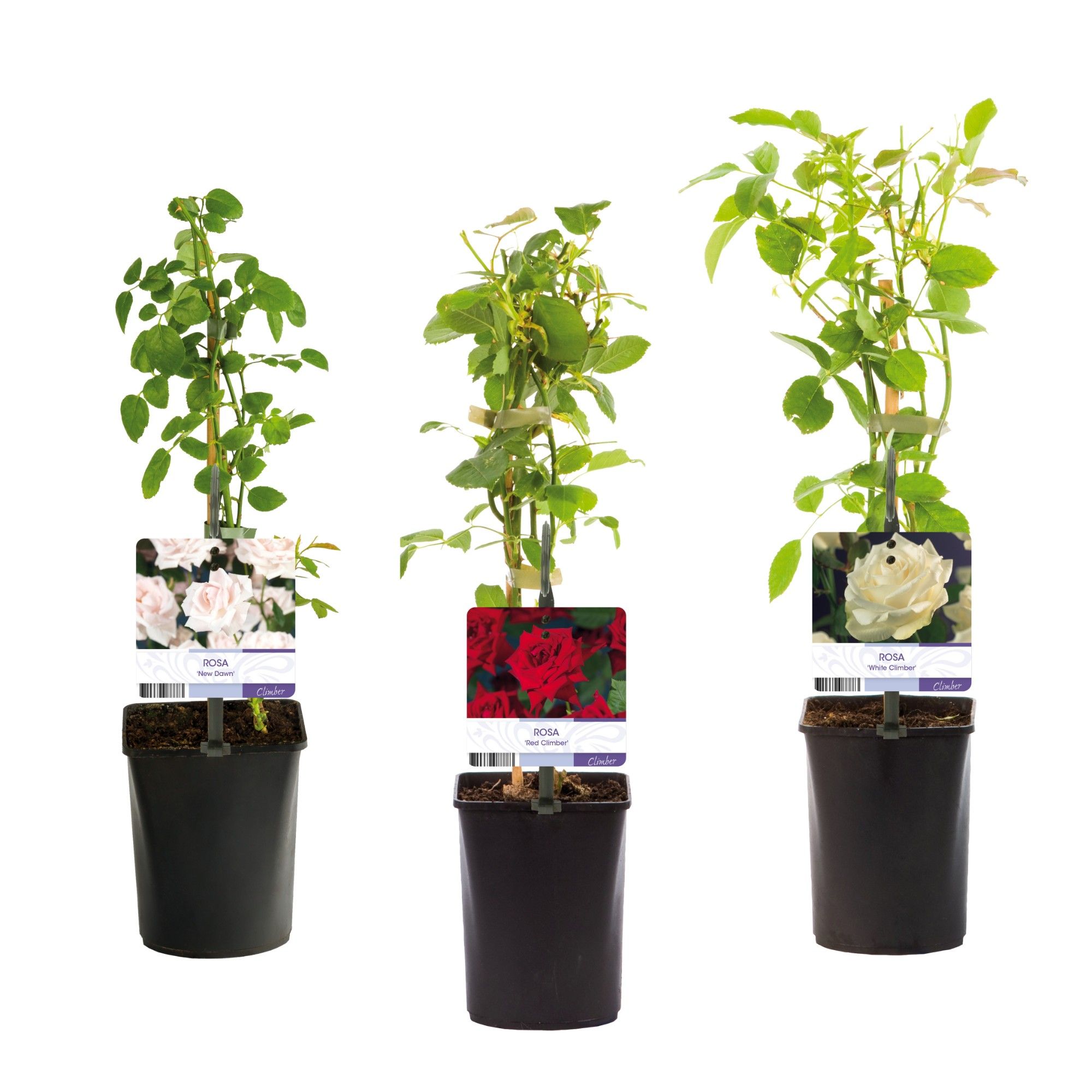 Mixshelf Rosa +light label, D 11