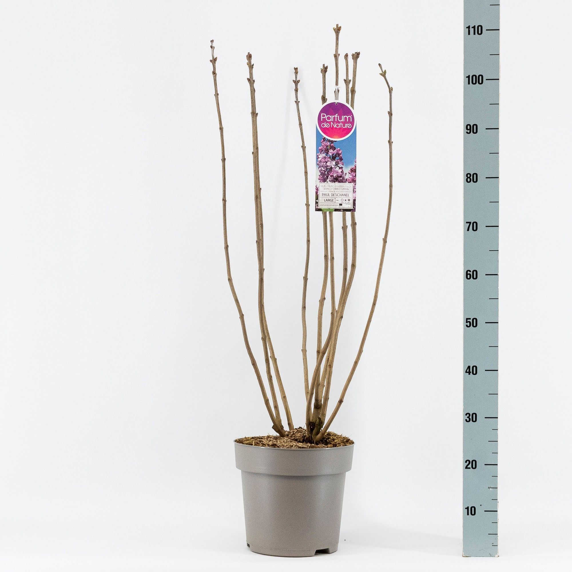 Syringa vul. Paul Deschanel 2-jr C10 sol. bloemknop, D 27