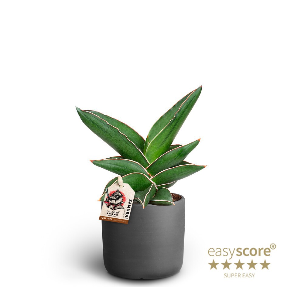 SANSEVIERIA EHRENBERGII 40935050 Raw Black Samirai, D 10 cm SANSEVIERIA EHRENBERGII 40935050 Raw Black Samirai, D 10 cm