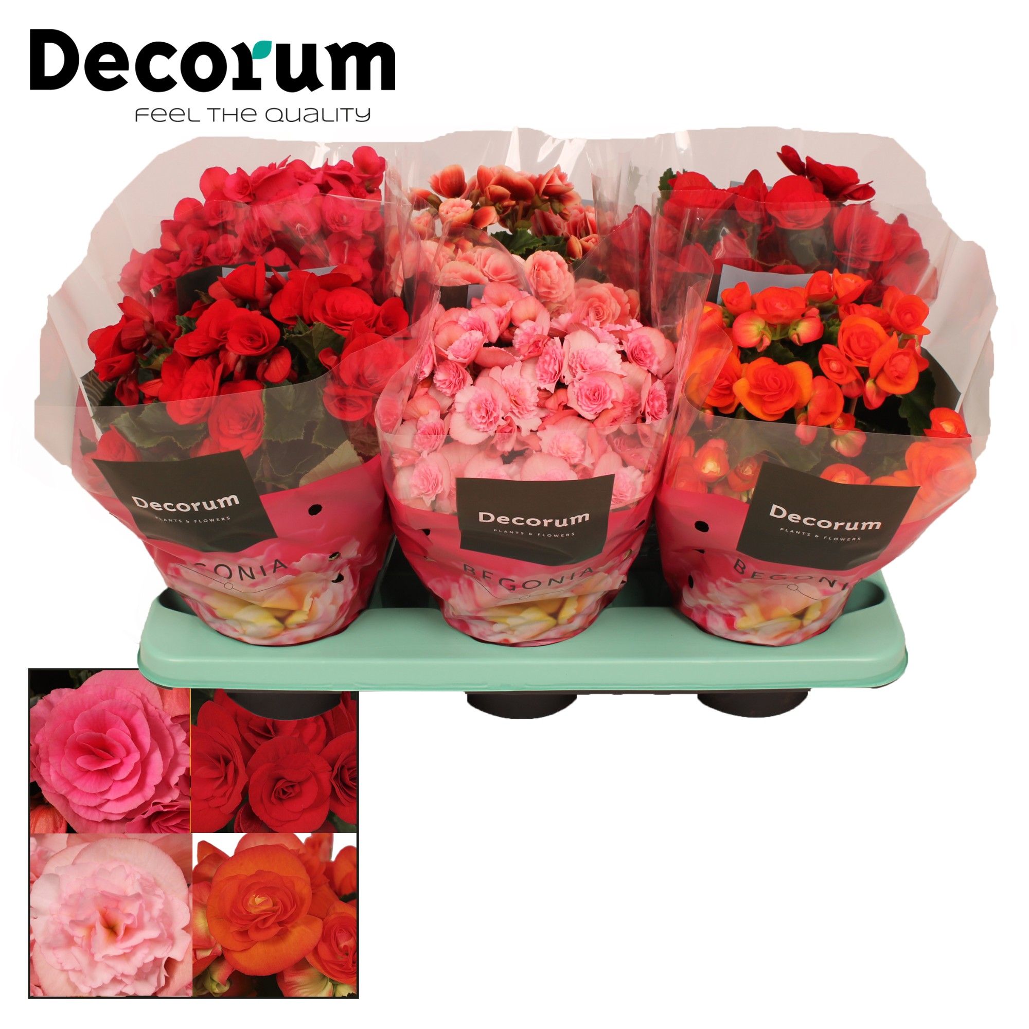 Begonia 14 Mix Zonder Geel/Zonder Wit in Floratino, D 14