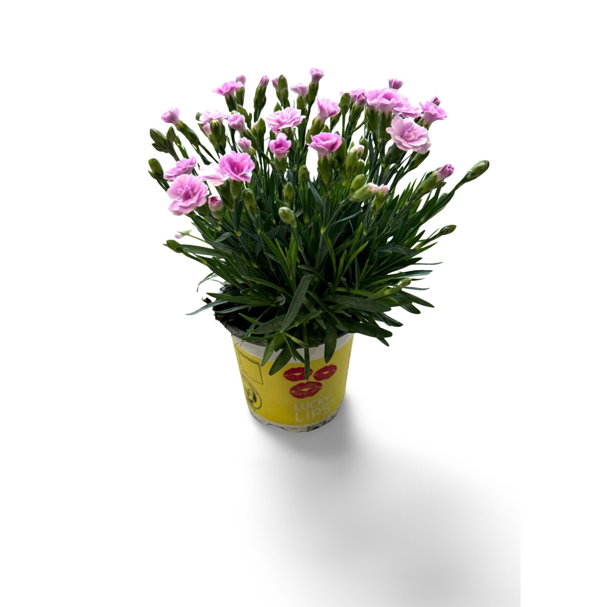 Dianthus Lucky Lips 'Lola' 10,5 CM © Exclusief, D 10,5