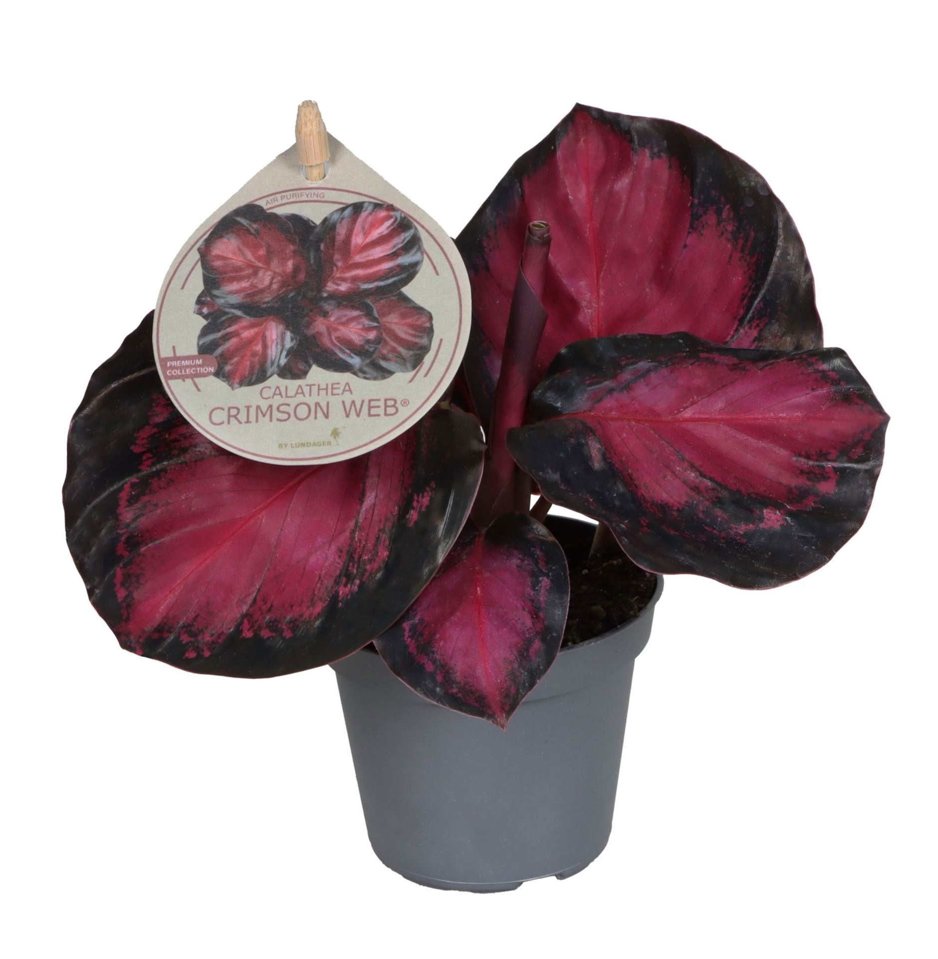 Calathea Crimson� W. Label 6 cm, D 6
