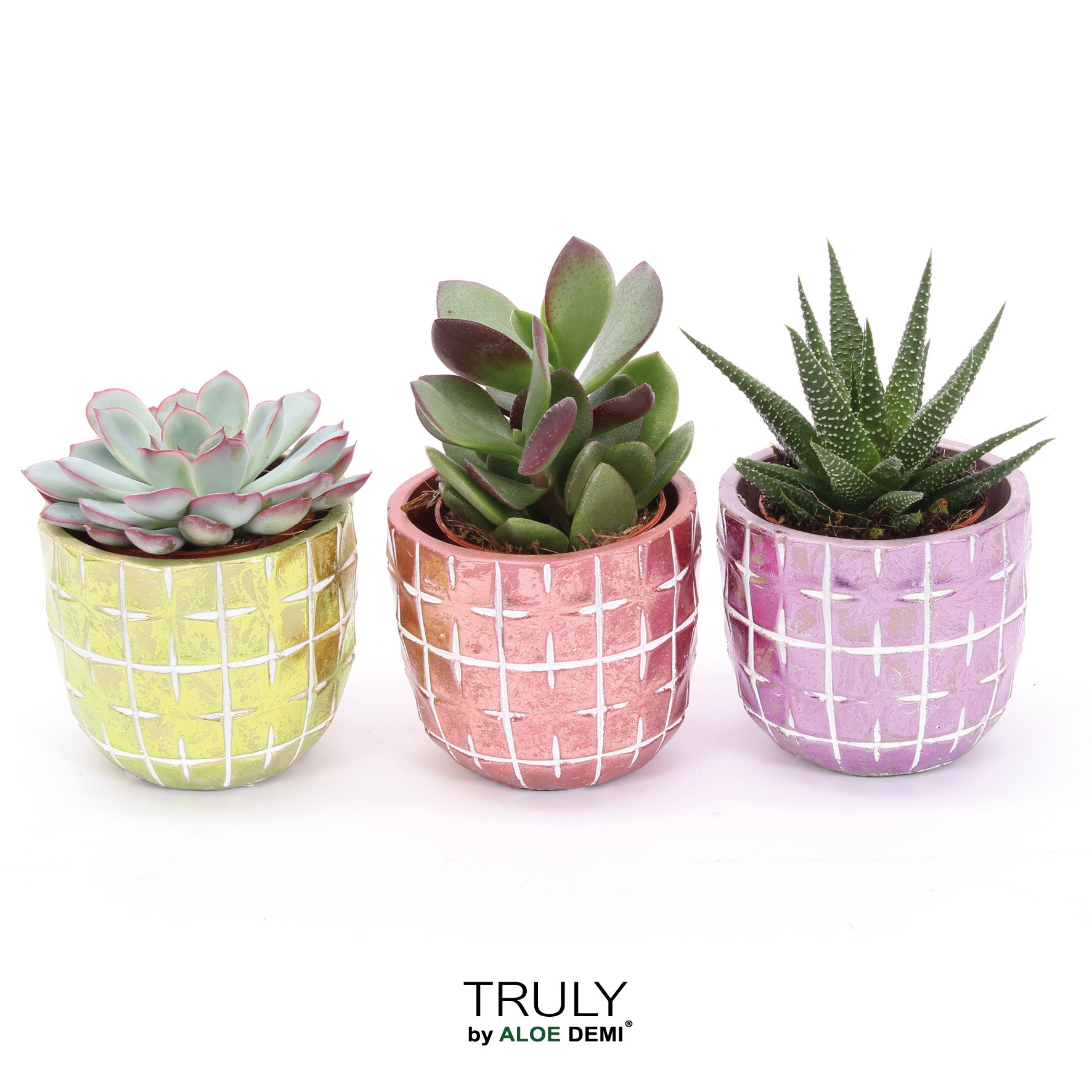 TRULY Succulent, Disco Mosaic, D 7
