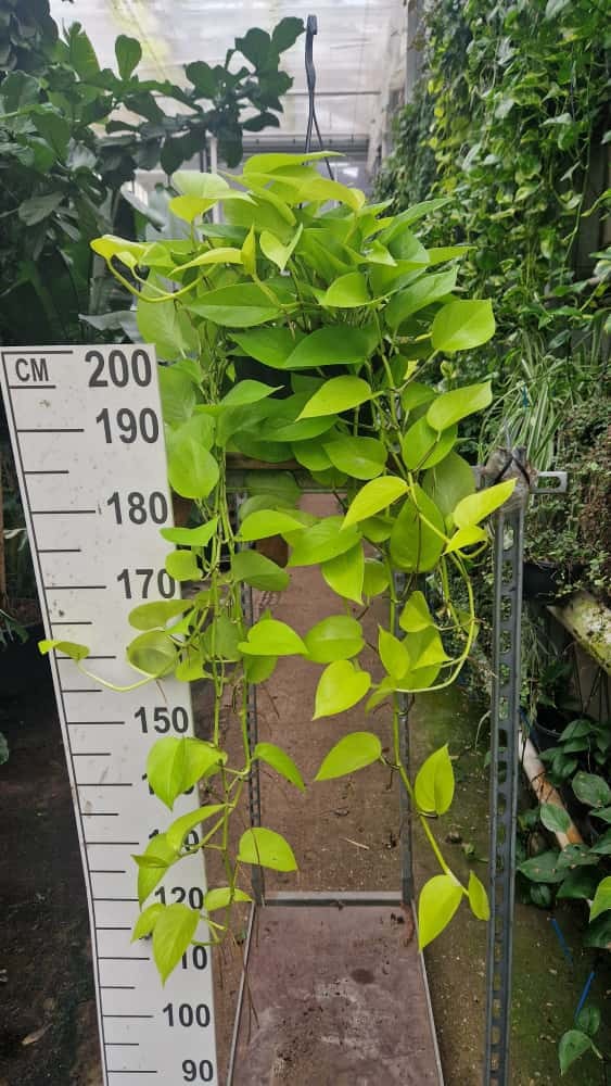 Epipremnum Golden Pothos hangplant XL, D 23