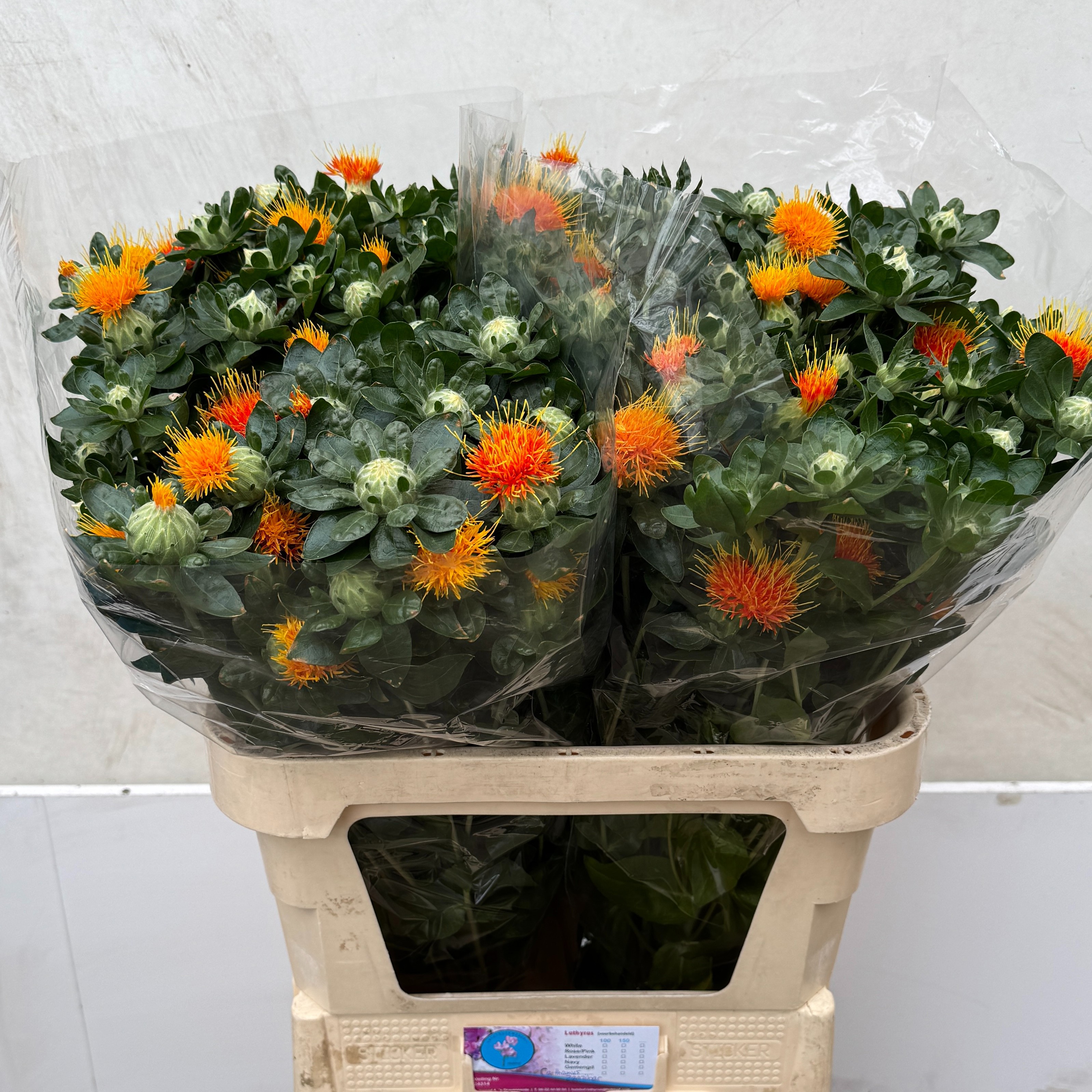 Картамус Занзибар 80 (оранж.), шт. Картамус Занзибар 80 (оранж.), шт.