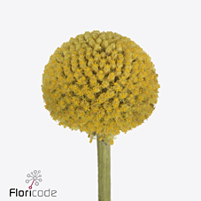 Краспедия Пейнтбол Джумбо 60 (желт.), шт.