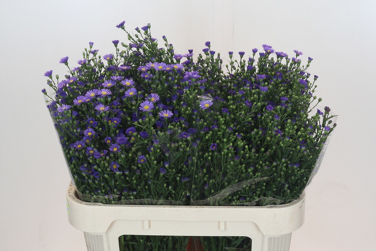 Астер Касамаре 70, шт.