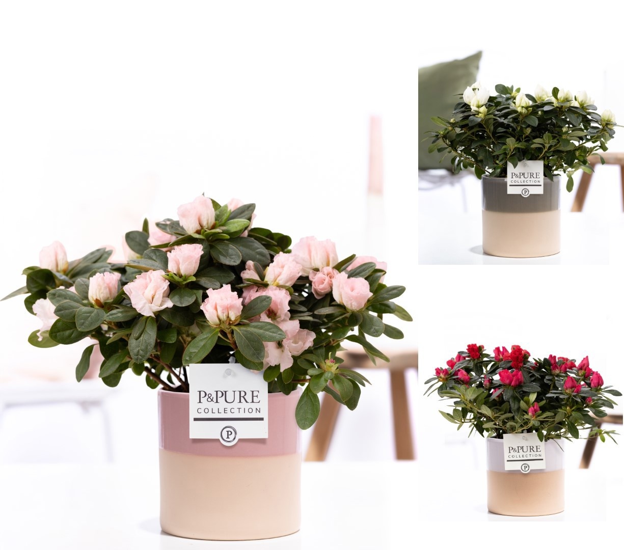 1st class Azalea mix in P&PURE Tess 2 ceramics ass. 3, D 12