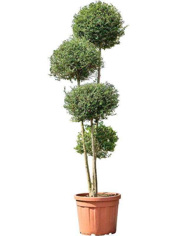 Ligustrum Jonandrum, D 45