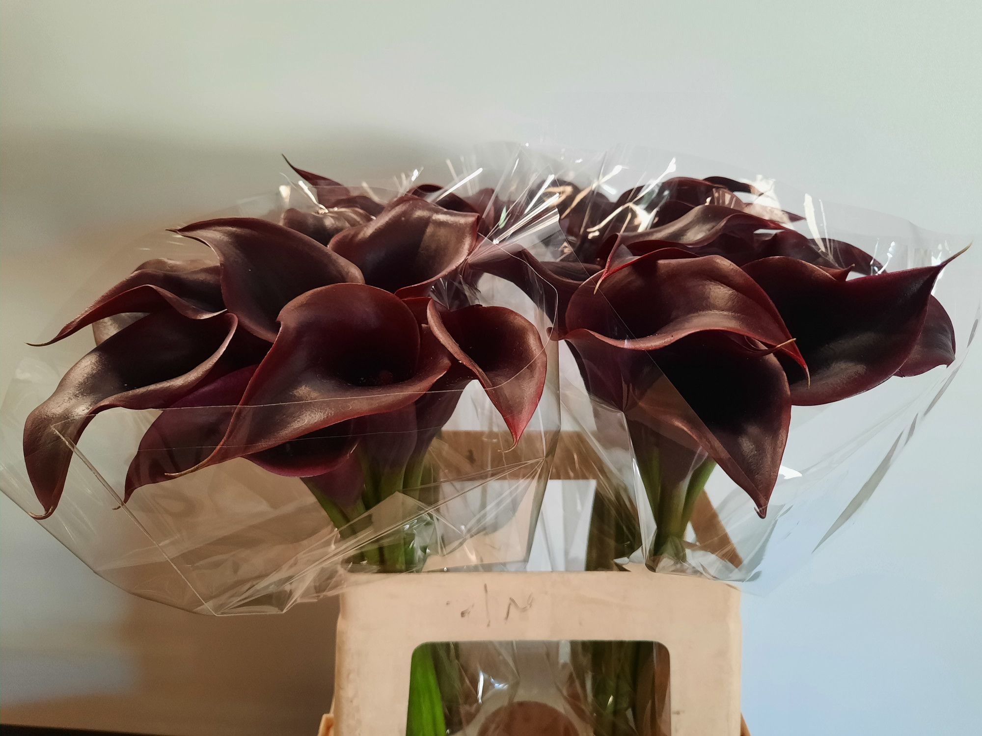 Калла Кантор 60, шт.