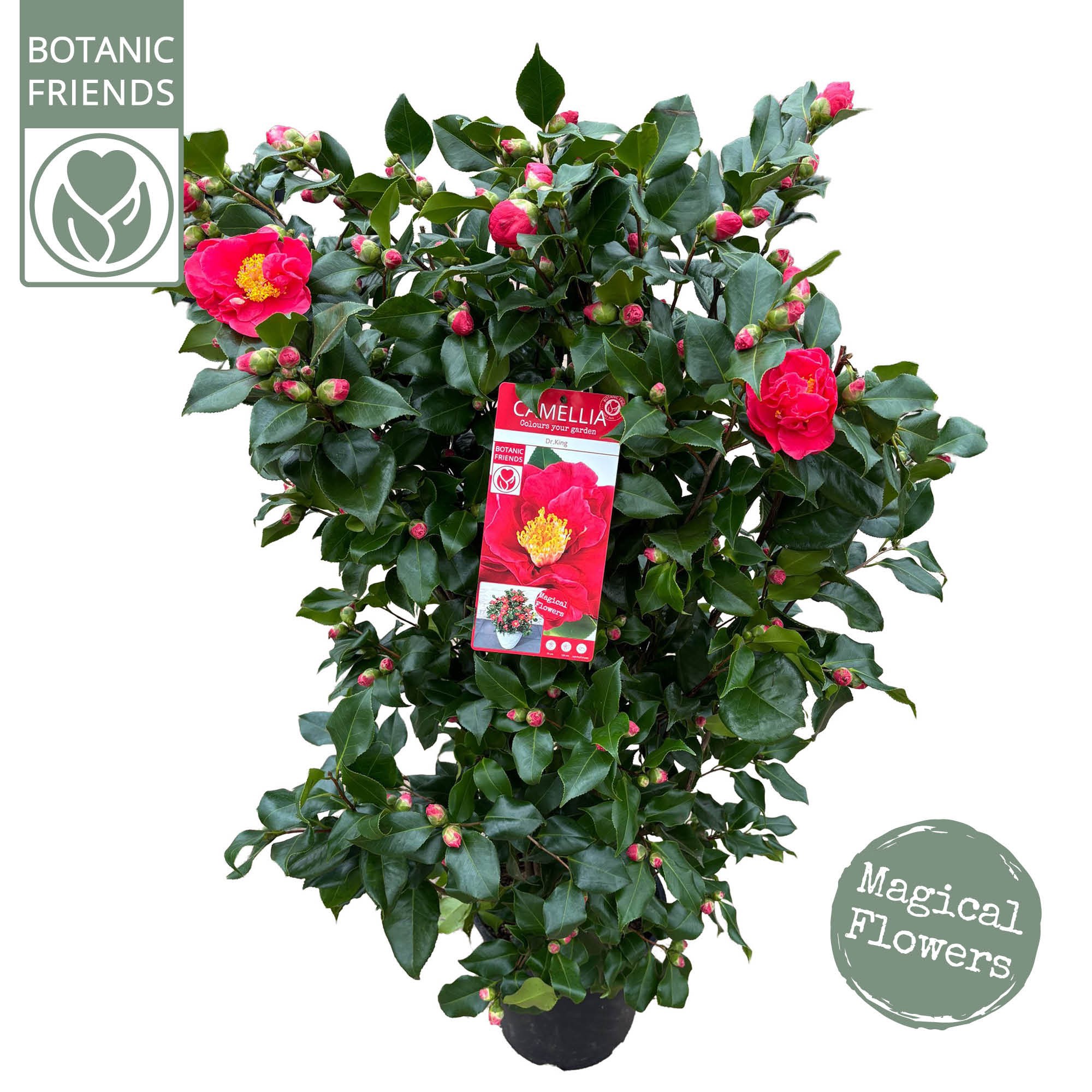 Camellia jap. 'Dr. King', D 29