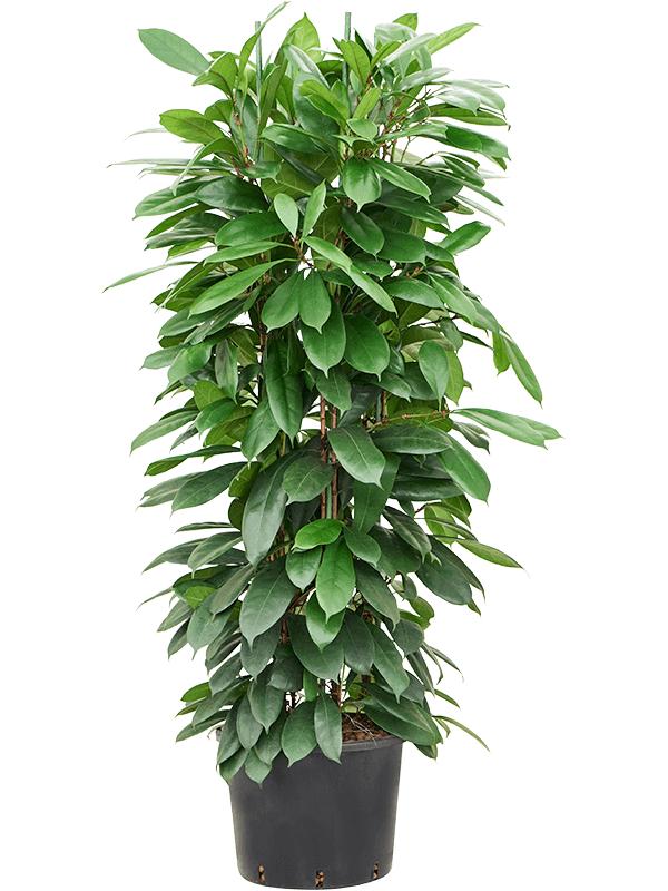 Ficus cyathistipula, D 32