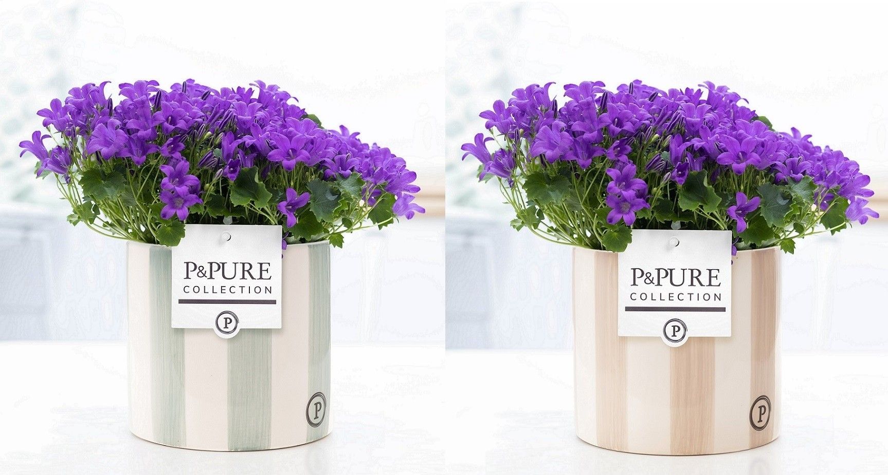 Campanula Porto LL Pure Eline, D 14