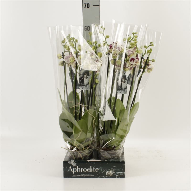 Phalaenopsis Anthura Marrakesh 5 tak Marrakesh Goddess, D 12