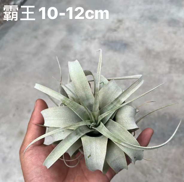 Гузмания Оверлорд 6 10