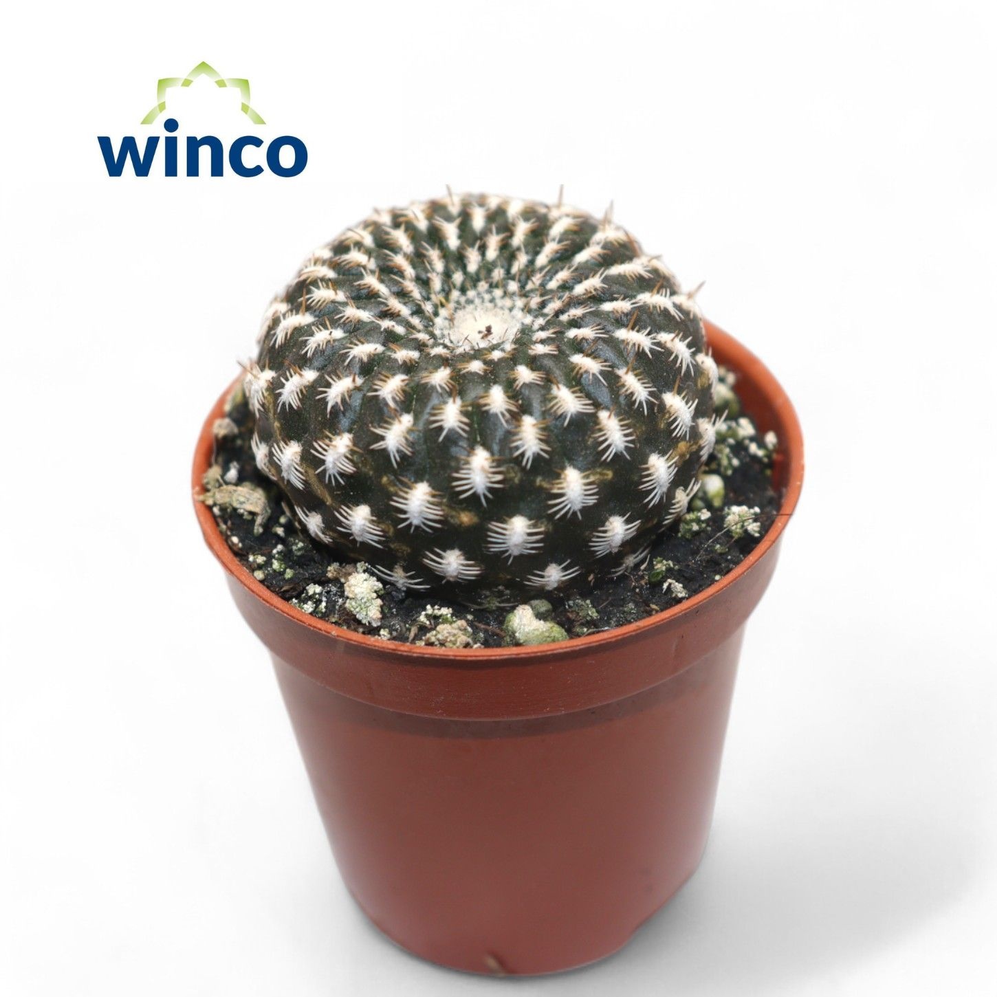 Sulcorebutia Arencea, D 5,5 cm