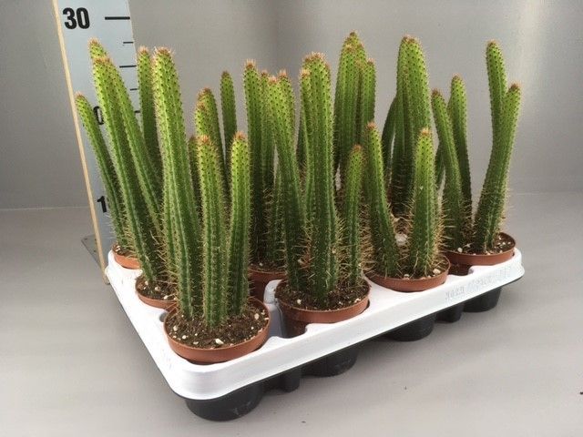 Cleistocactus samaipatanus, D 9 cm
