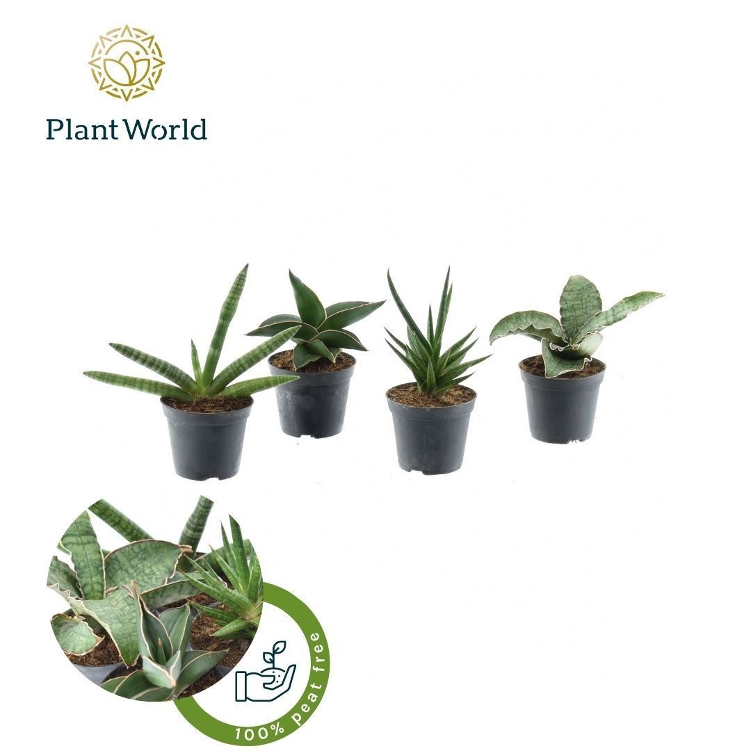 Sansevieria mix Victoria P8,5, D 8,5