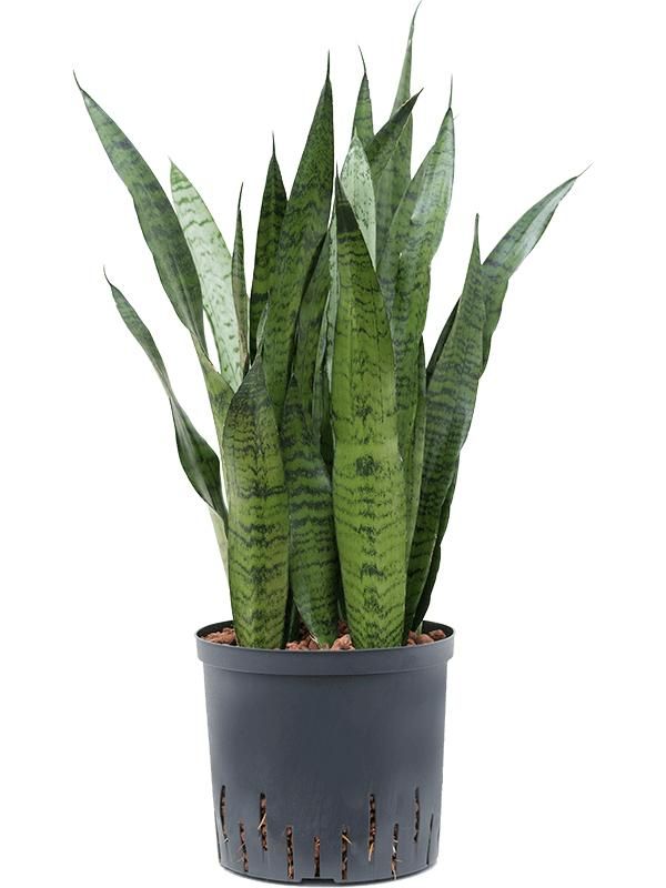 Sansevieria zeylanica, D 22