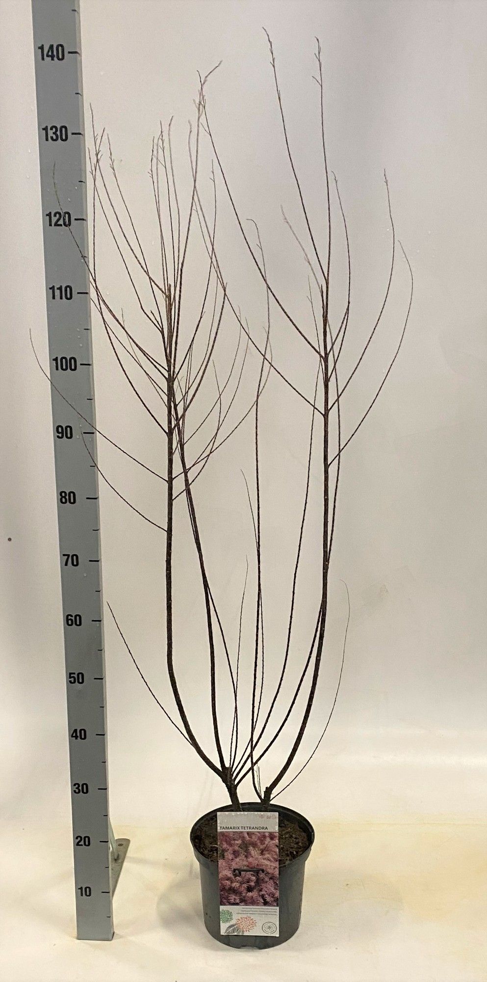 Tamarix tetrandra, D 23 cm