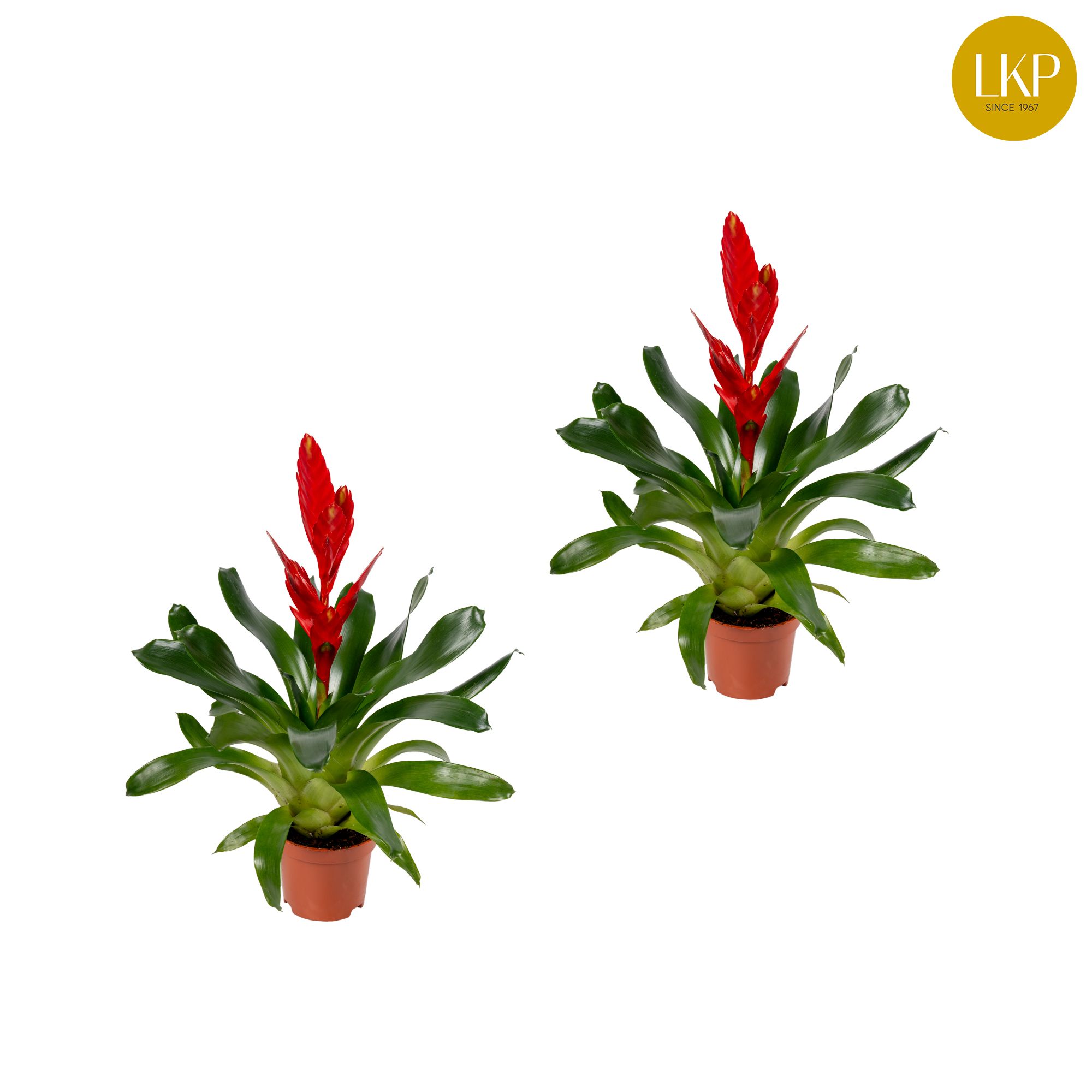 Vriesea Twinkle Rood (Zonder Hoes), D 10,5