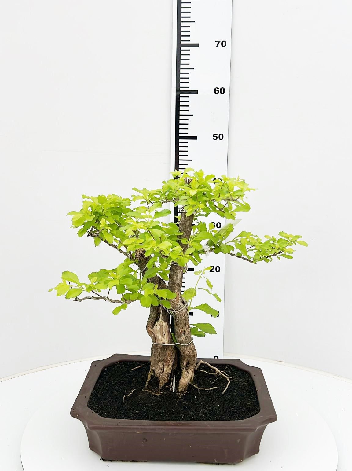 Duranta repense, pot 30cm , height 40cm. with driptray. (single item), D 30
