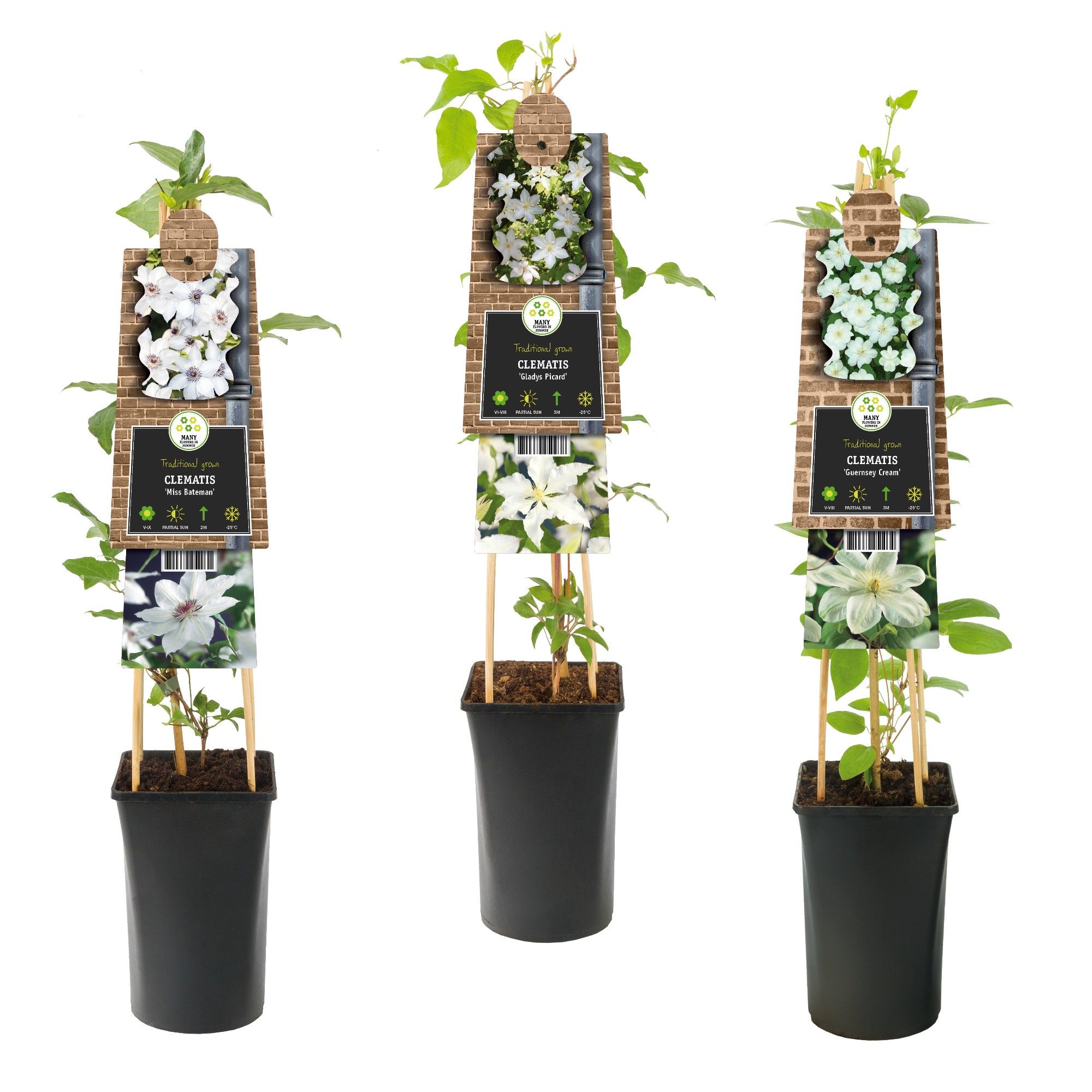 Mixshelf Clematis white +3.0 label, D 17