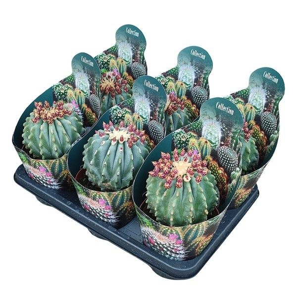 FEROCACTUS GLAUCESCENS INERMIS - POT Ø 14 - COLLECTION WITH POTCOVER (CACTUS), D 14 cm