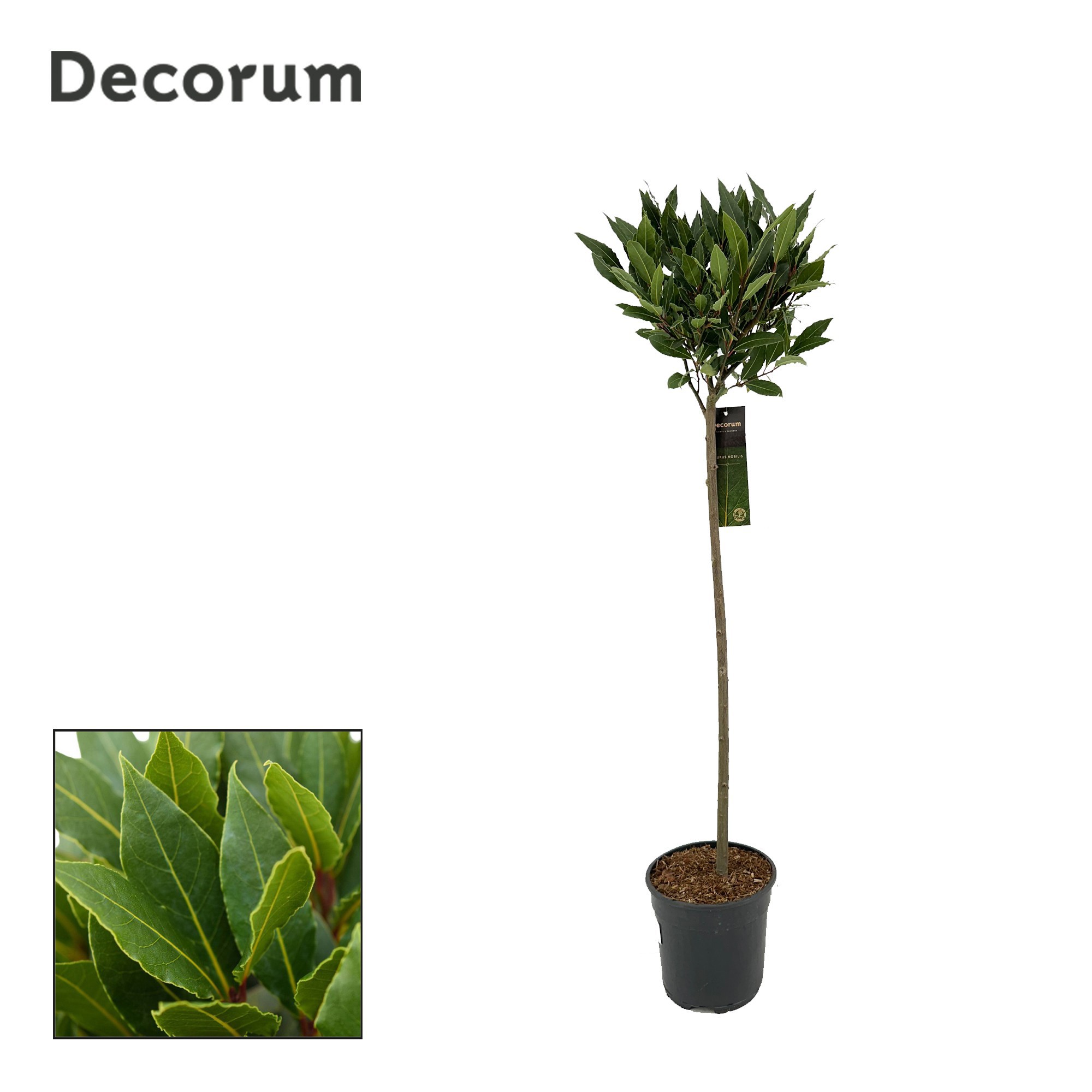 Laurus nobilis Bol op stam, D 20 cm
