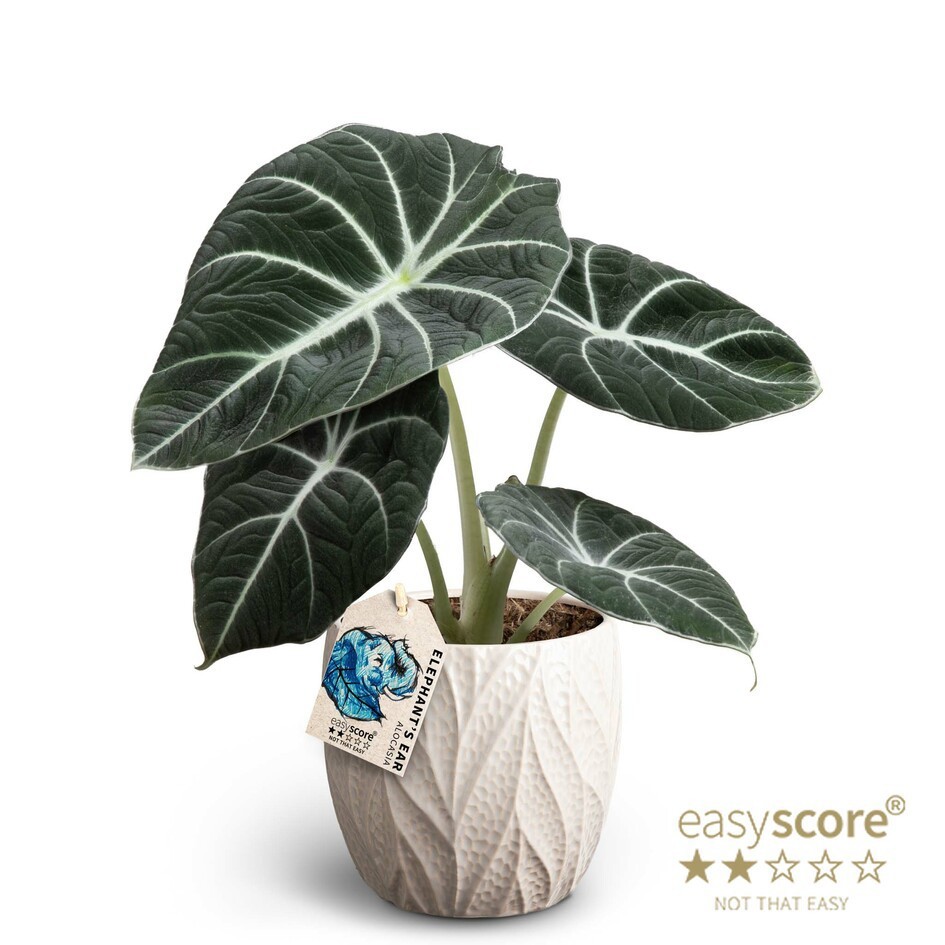 Leaf Sand, Alocasia ´Black Velvet´, D 12
