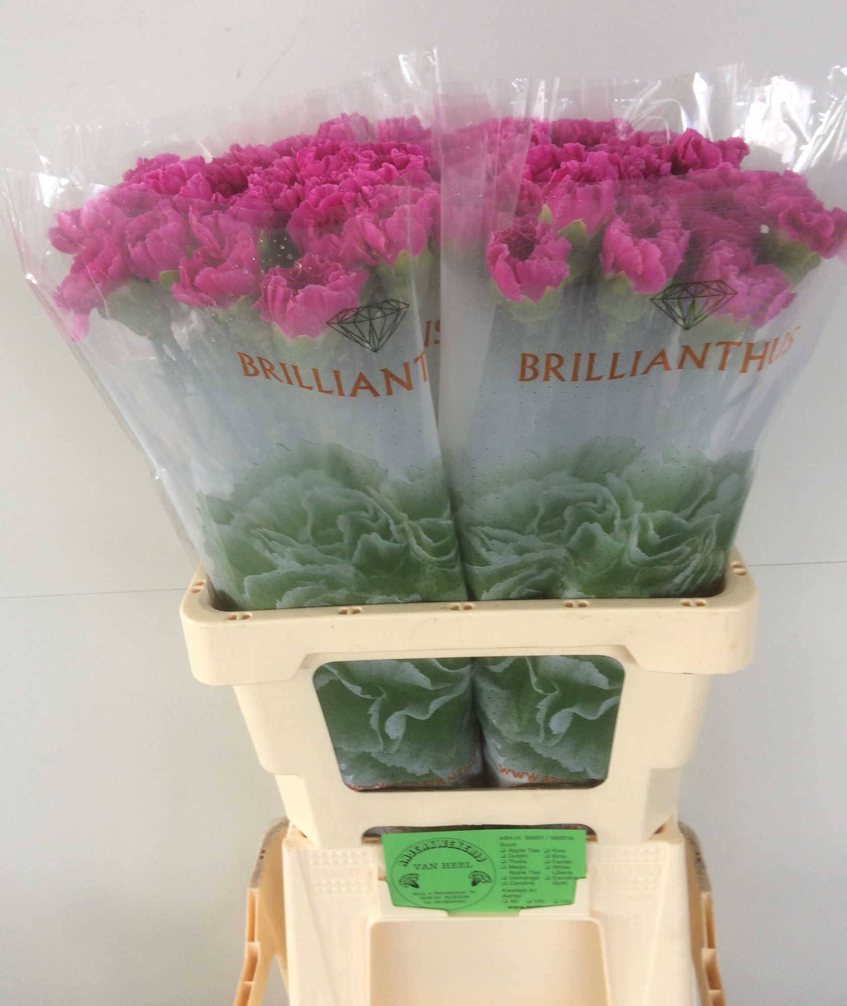 Диантус од. Фарида, шт.