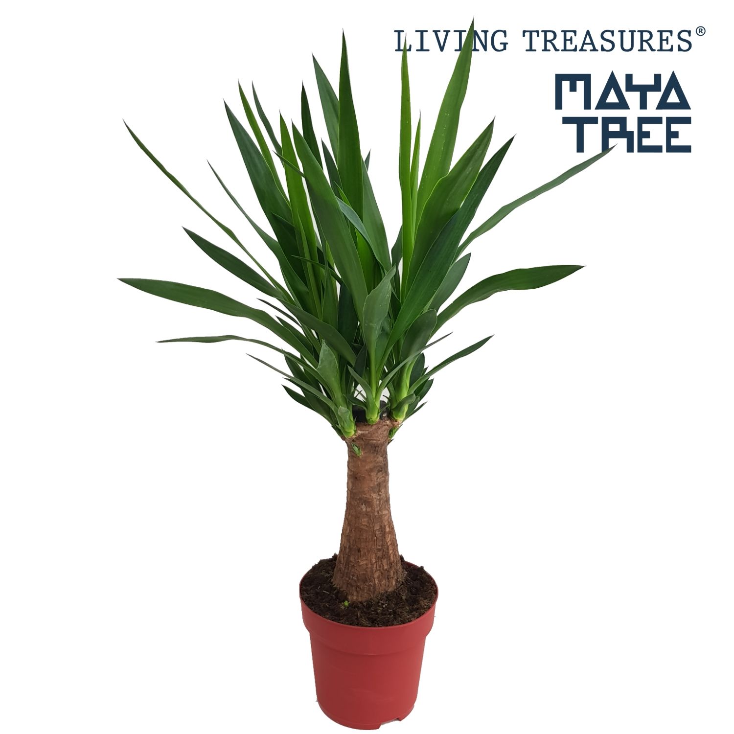 Yucca "Maya Tree" 30stam P19, D 19