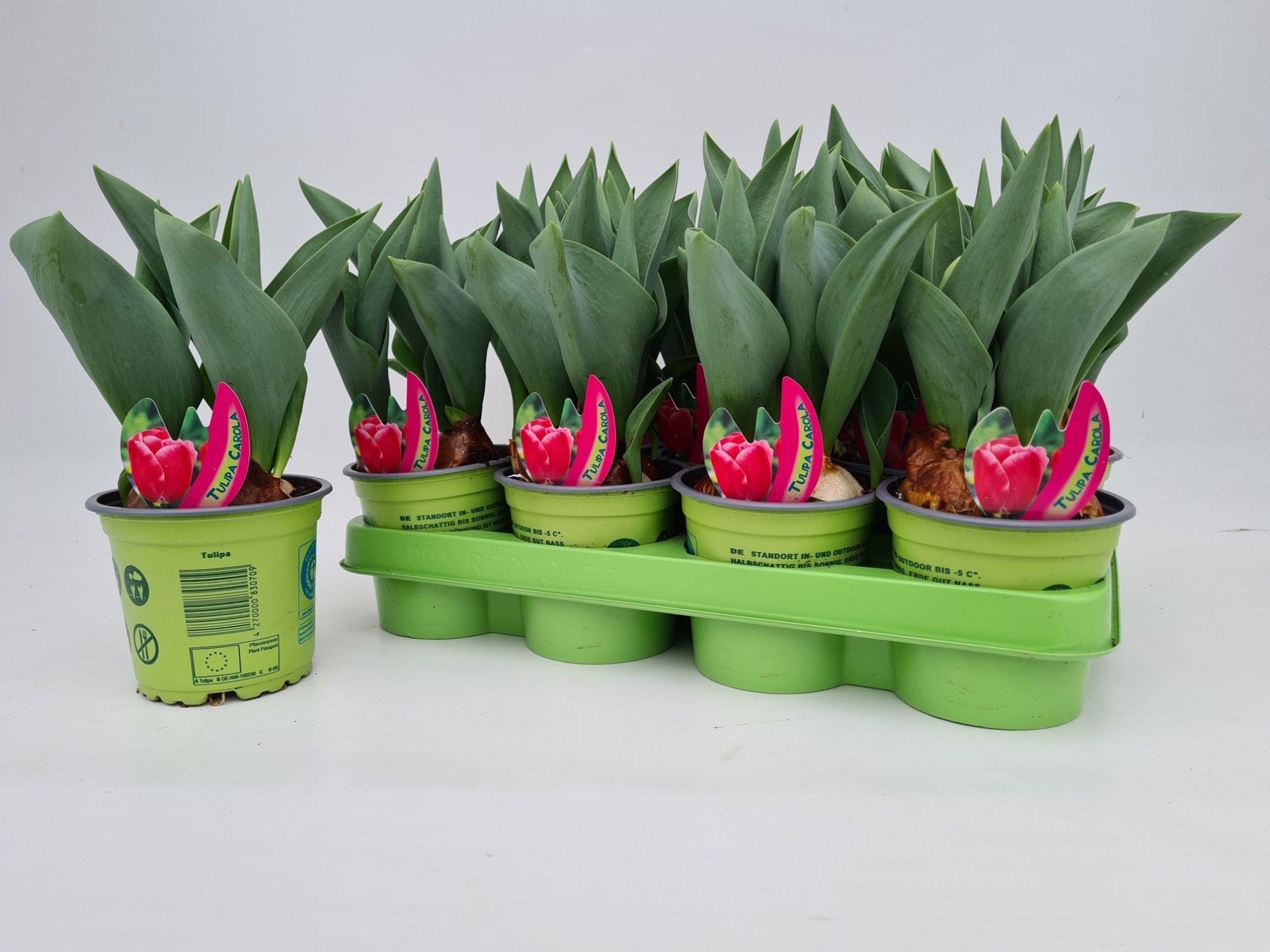 Tulipa Hybrid 'Carola', pink, D 11