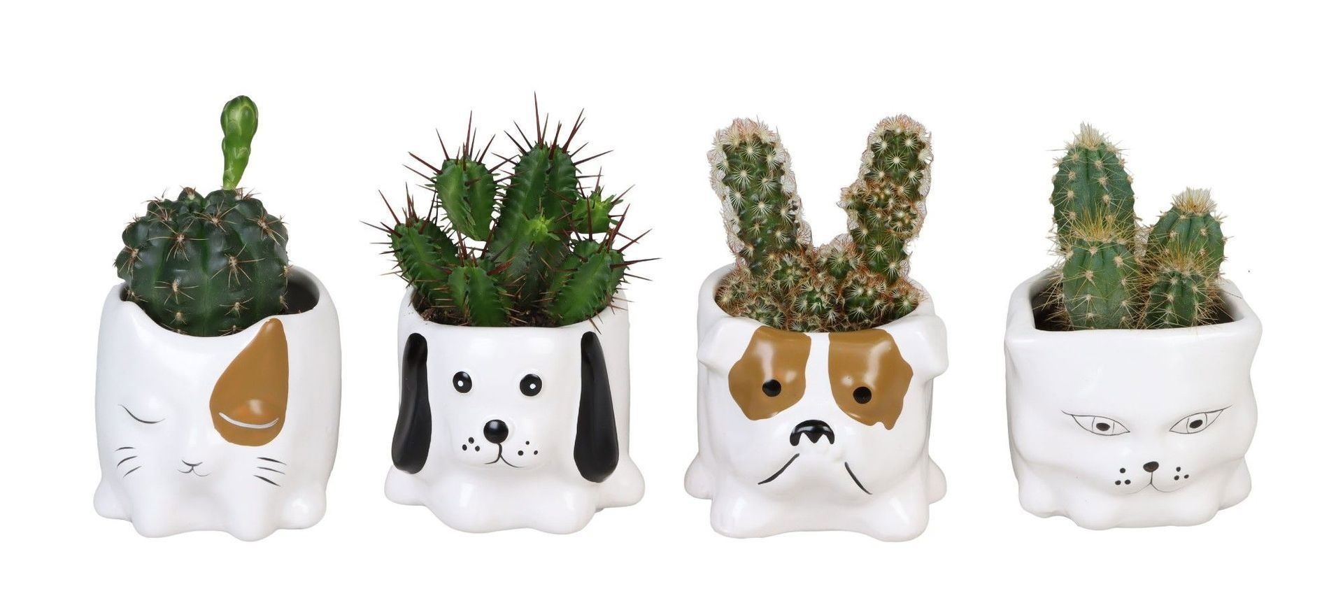 L 66650 with Cactus Mix 6 cm, D 6