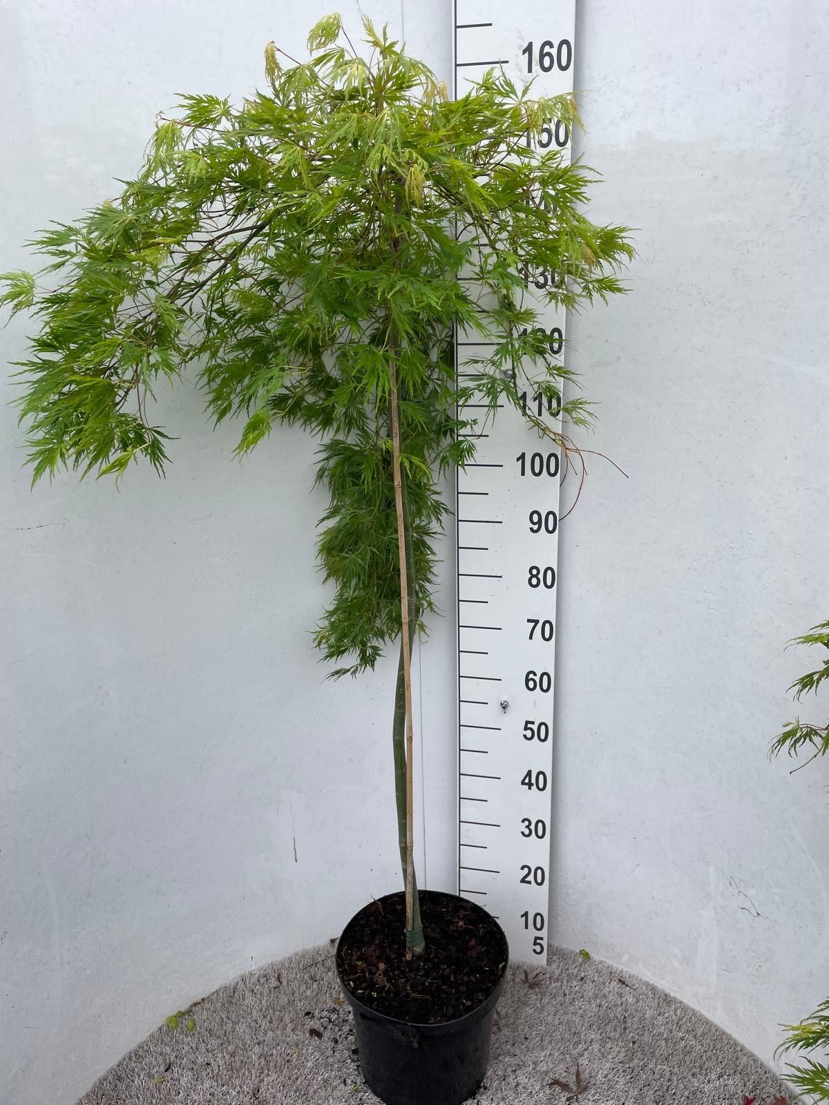 Acer palmatum 'Ryusen' 80st,P28, D 28 cm Acer palmatum 'Ryusen' 80st,P28, D 28 cm