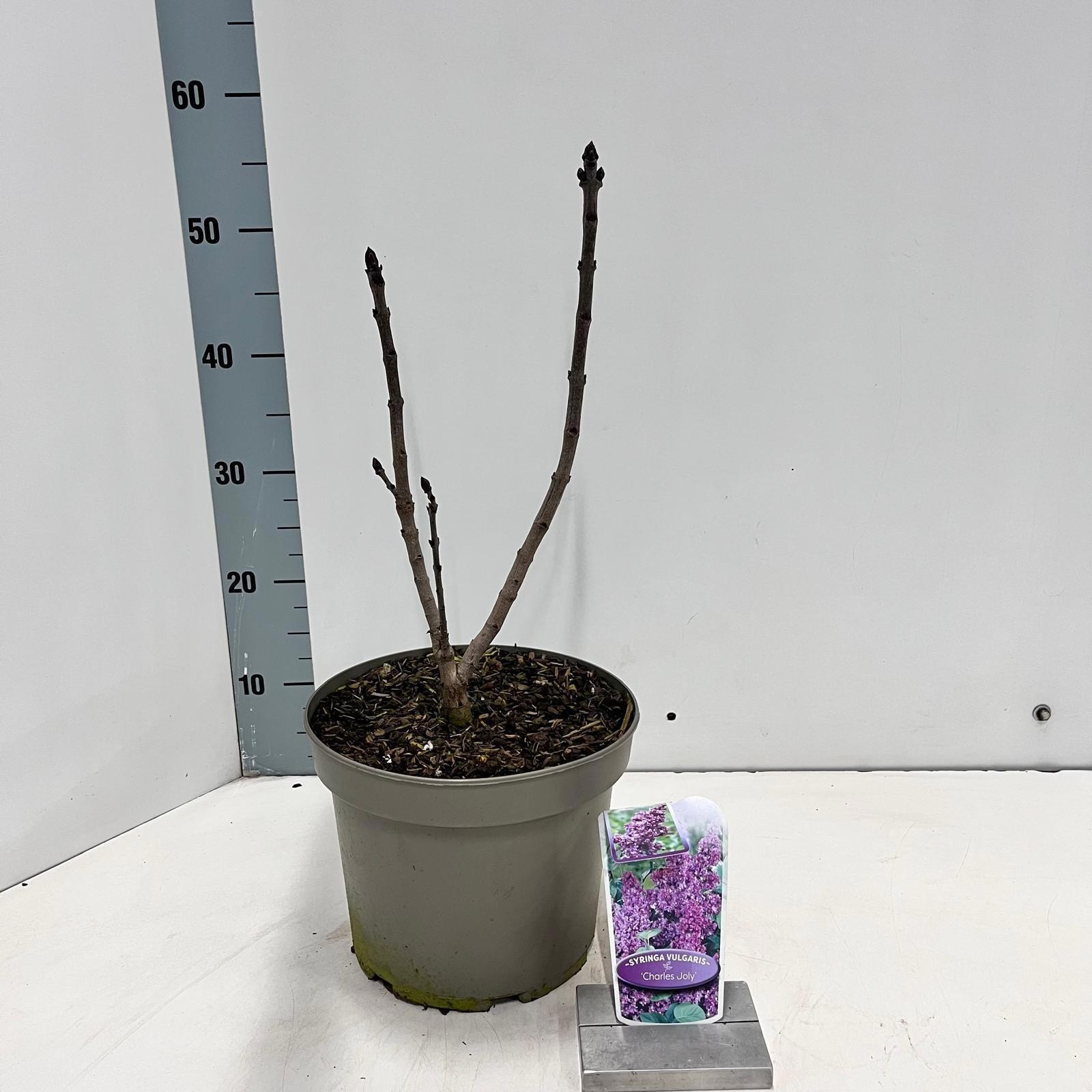 Syringa vulg. 'Charles Joly', D 23