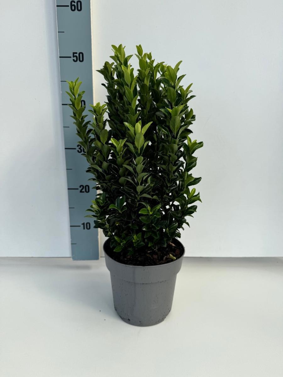 Euonymus jap. 'Green Spire', D 17