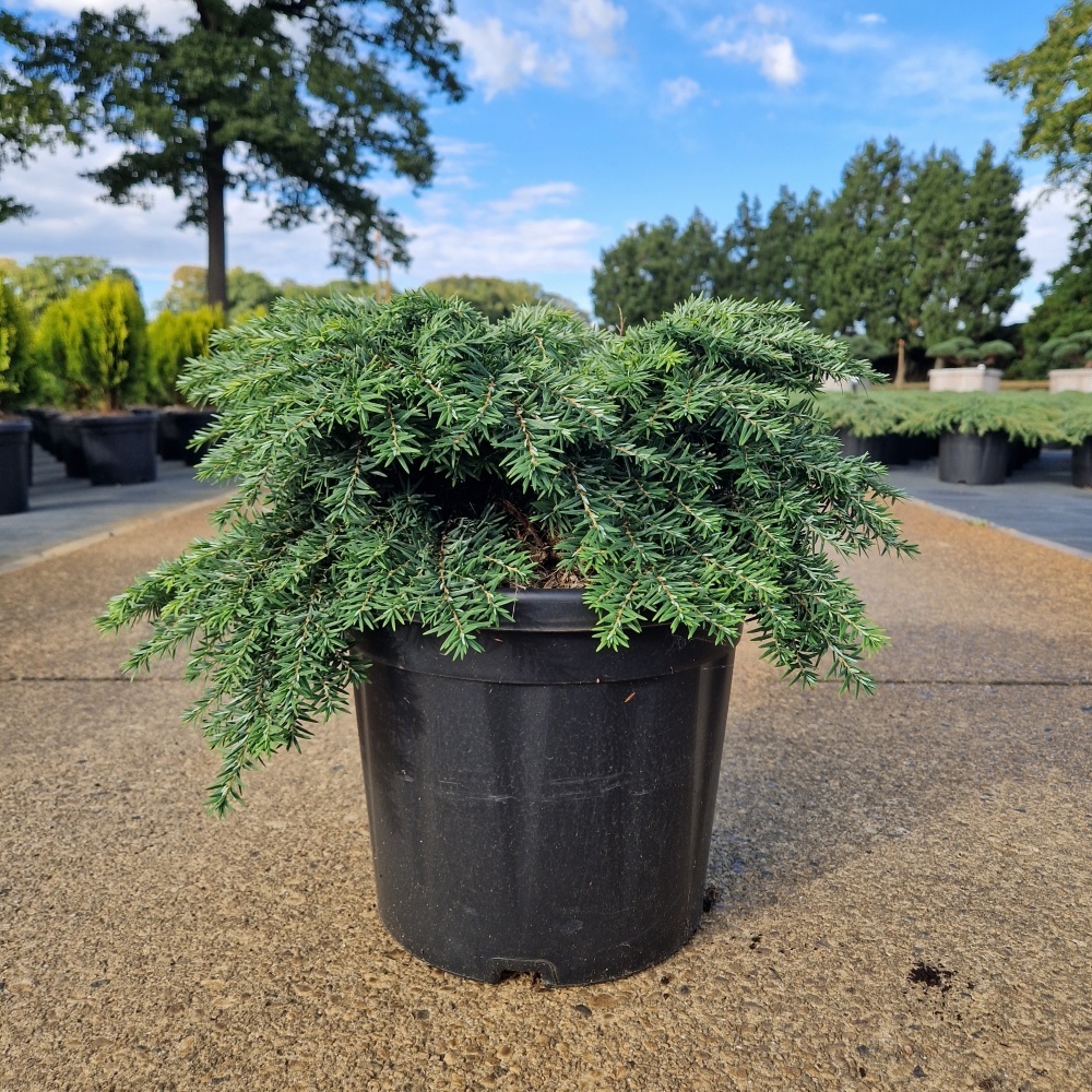 Tsuga can. 'Jeddeloh', D 26 cm