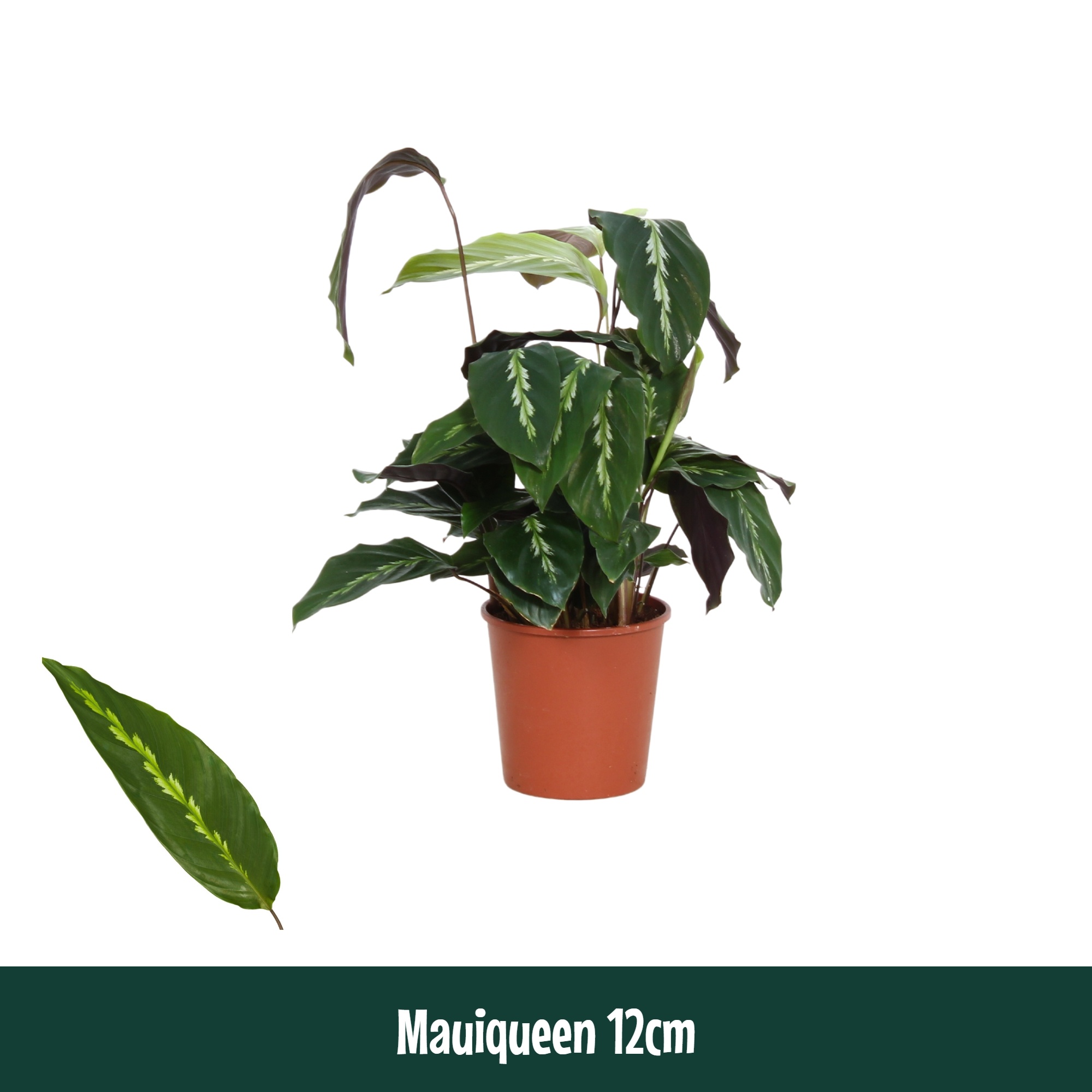 Calathea 12cm Mauiqueen - Living, D 12