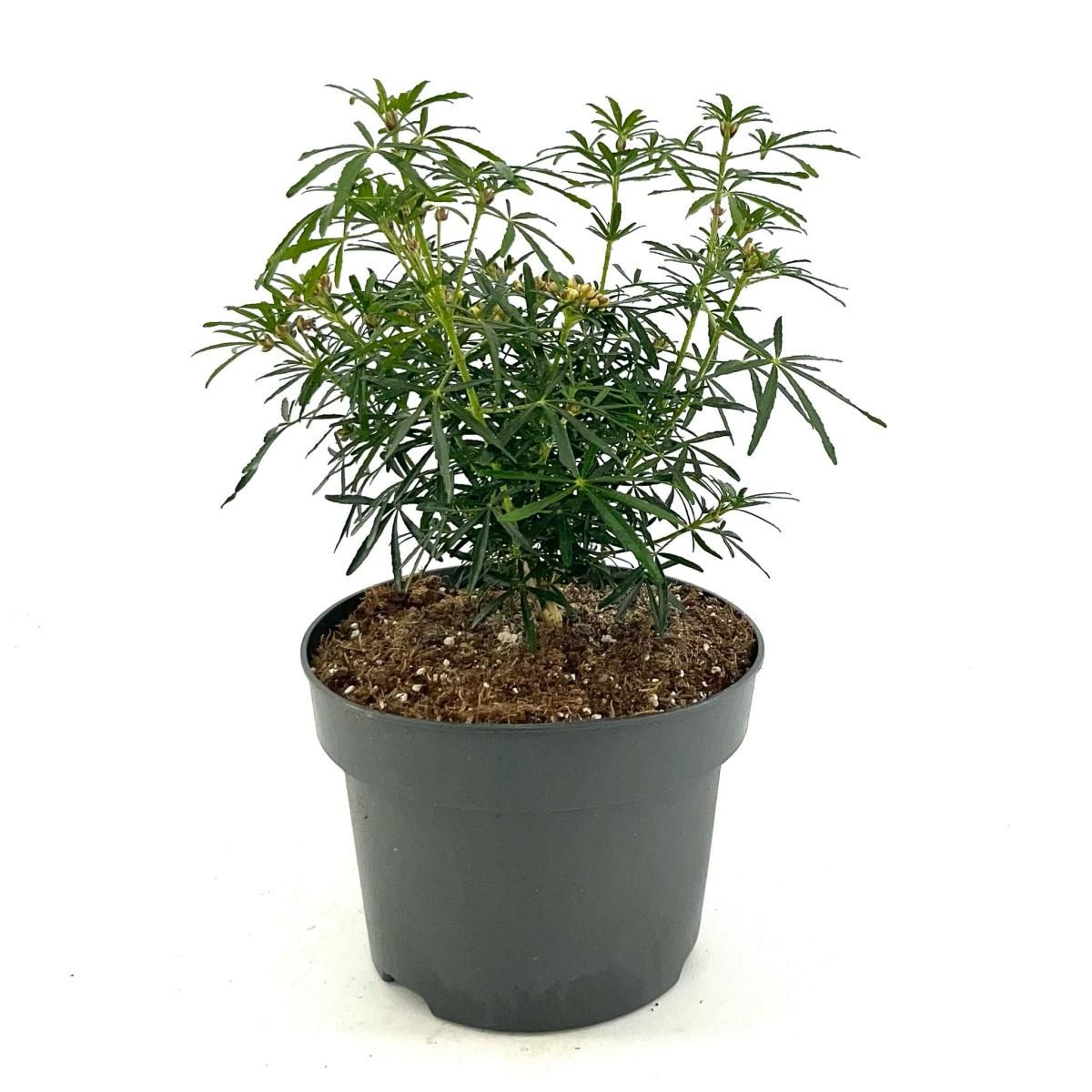 Choisya t. White Dazzler, D 23