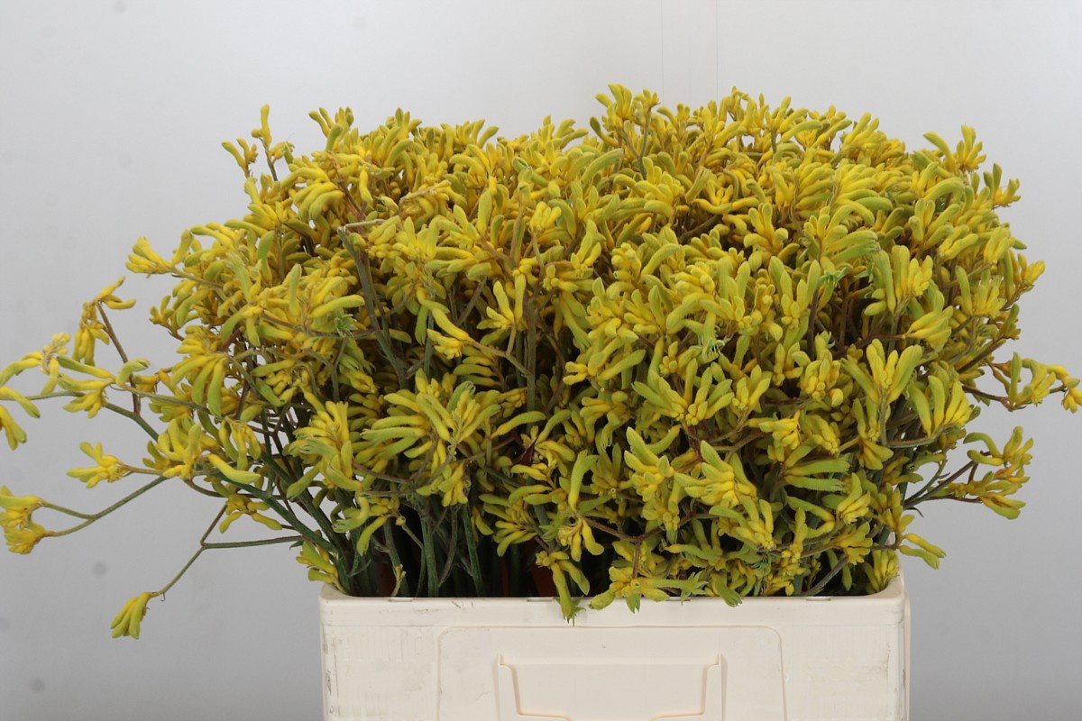 Анигозантус Баш Даун 60, шт.